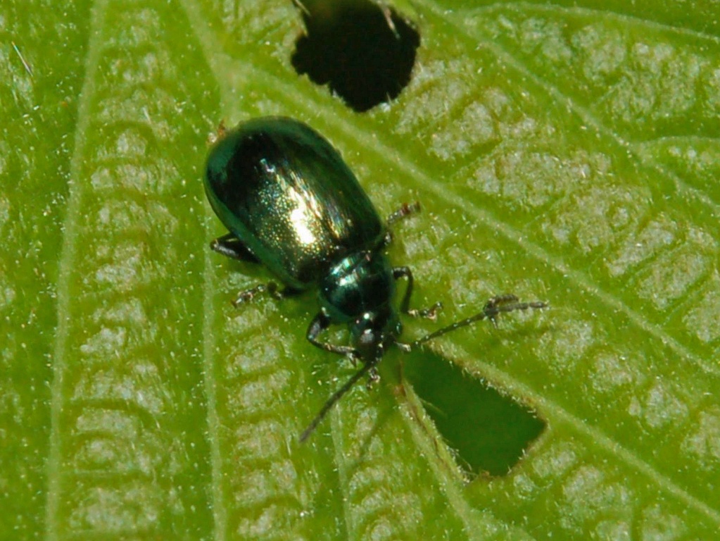 Chrysomelidae: Altica oleracea?